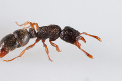Heteroponera