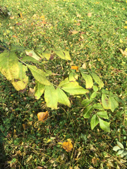 Sambucus racemosa racemosa