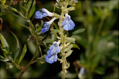 Salvia uliginosa