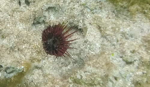 Echinostrephus aciculatus