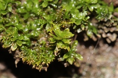 Mnium stellare