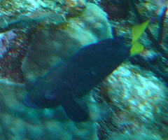 Hypoplectrus chlorurus