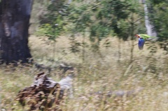 Platycercus eximius diemenensis