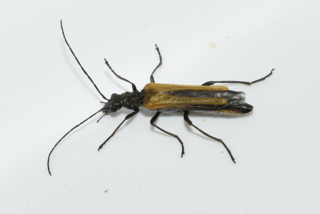 Oedemera flavipennis