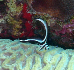 Eques punctatus