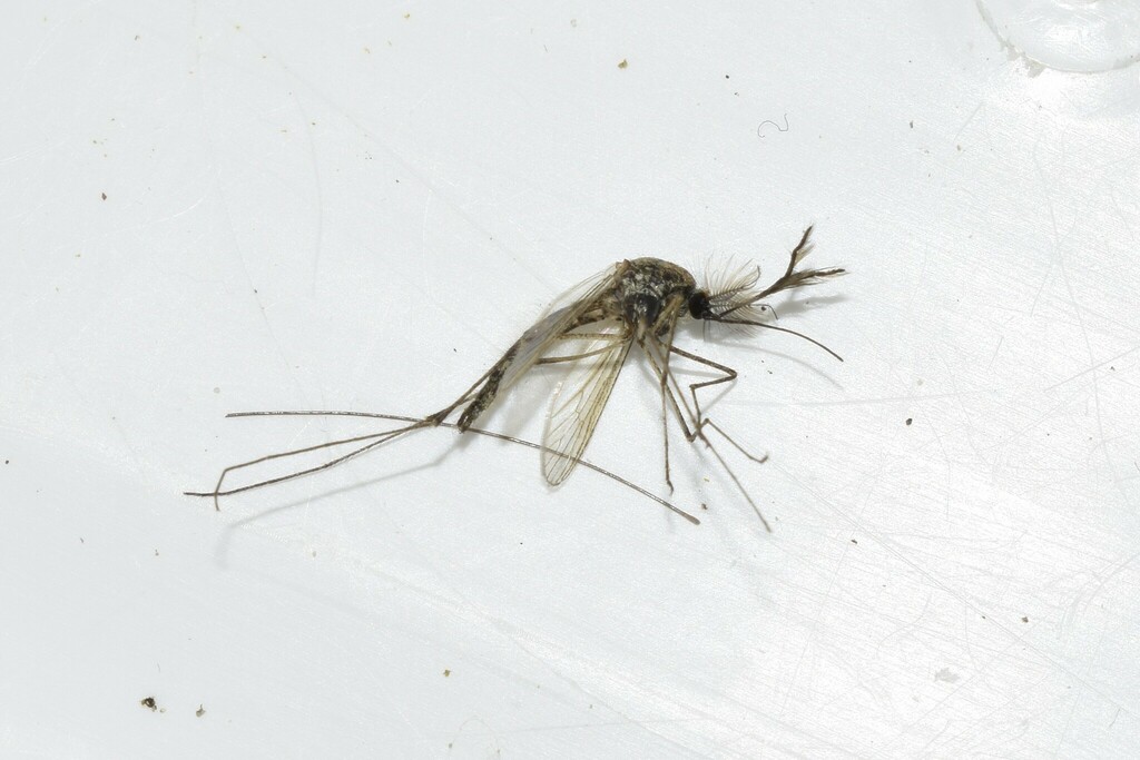 Culicine Mosquitoes from North Aegean Region, Greece on April 30, 2023