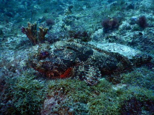Smooth scorpionfish (Scorpaena laevis) — Scorpaenidae