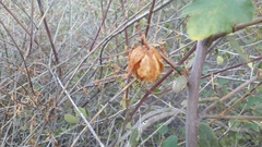 Fremontodendron californicum