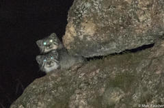 Otocolobus manul