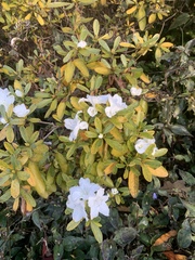 Rhododendron mucronatum