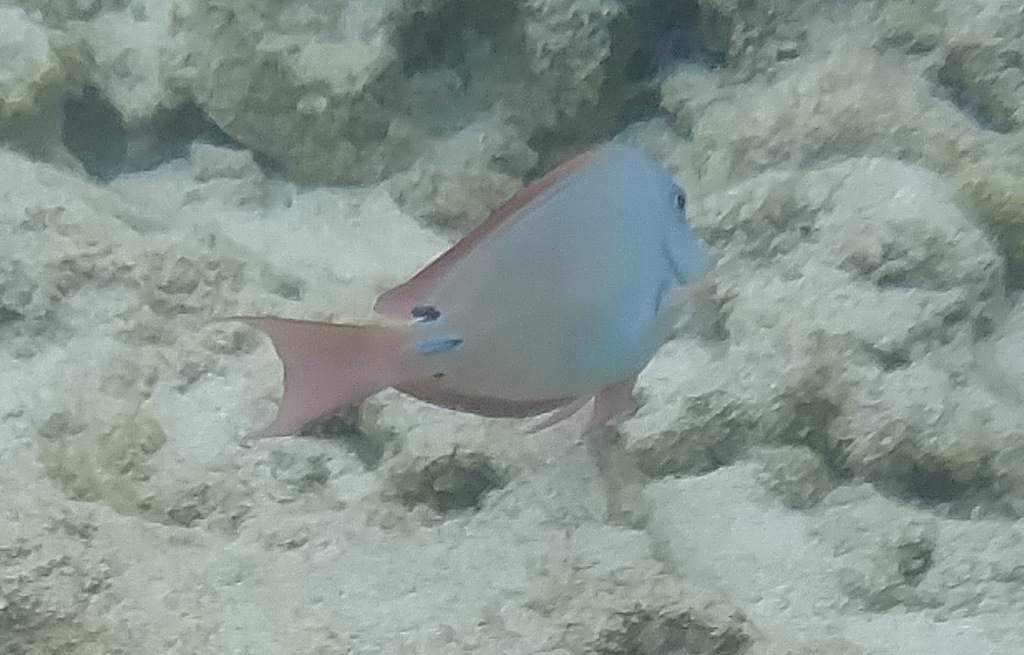 Brown surgeonfish