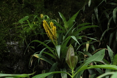 Goudaea ospinae, photograph (c) Andrés Ramírez-Barrera, some rights reserved (CC BY)