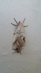 Doidae