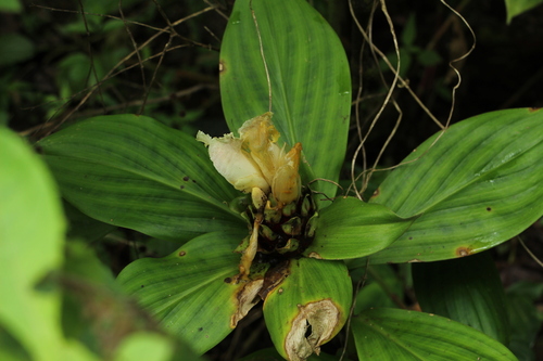 Costus erythrophyllus, photograph 2