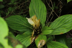 Costus erythrophyllus, photograph (c) Andrés Ramírez-Barrera, some rights reserved (CC BY)