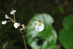 Begonia urophylla, photograph Andrés Ramírez-Barrera, CC BY, iNaturalist via GBIF