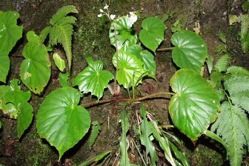 Begonia urophylla, photograph 2