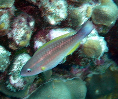 Scarus taeniopterus
