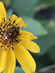 Calocoris barberi