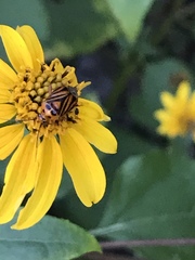 Calocoris barberi