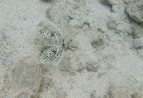 Dactyloptena orientalis