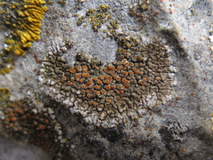 Squamulea galactophylla