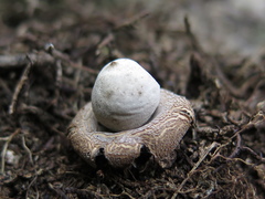 Geastrum minimum