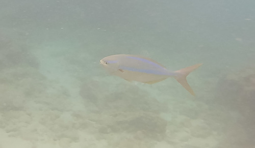 Kyphosus ocyurus