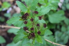 Thaspium trifoliatum trifoliatum