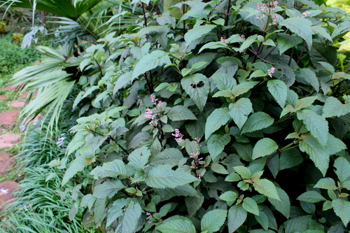 Plectranthus ecklonii image