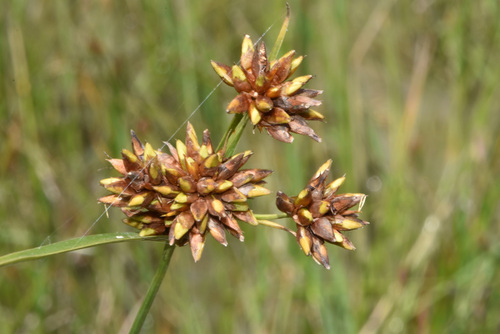 Indianola beaksedge (Rhynchospora indianolensis)