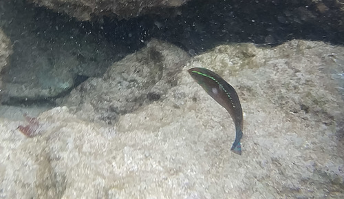 Halichoeres ornatissimus
