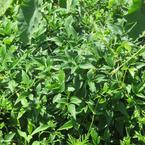 Clematis terniflora iNat (3)