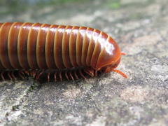 Messicobolidae