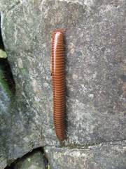 Messicobolidae