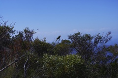 Platycercus caledonicus