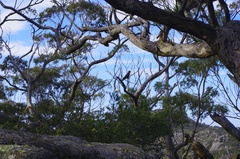 Zanda funerea xanthanota