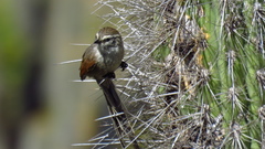 Leptasthenura aegithaloides