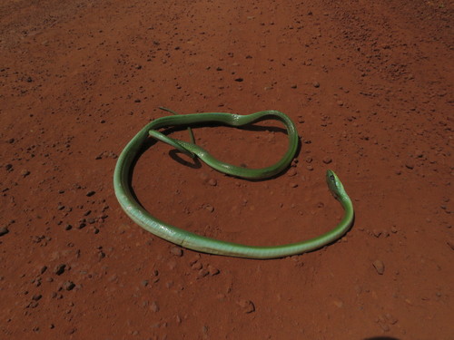 Philodryas olfersii latirostris