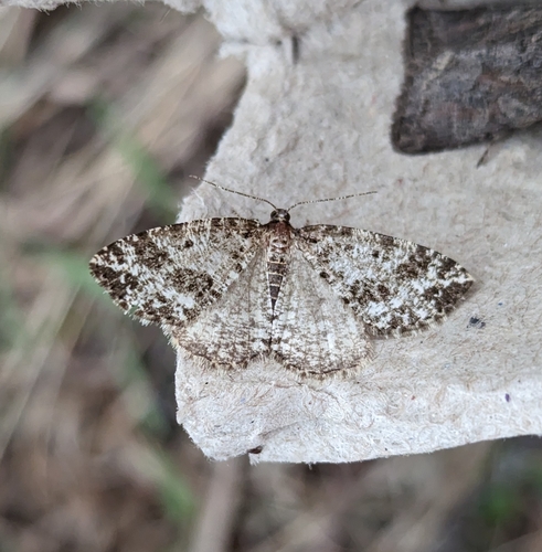 Marbled Wave Moth