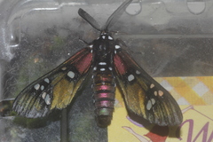 Chrysocale principalis