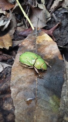 Chrysina colima