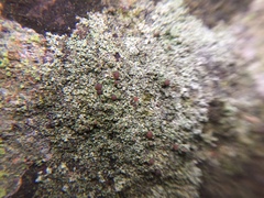 Bilimbia sabuletorum