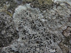 Buellia trachyspora