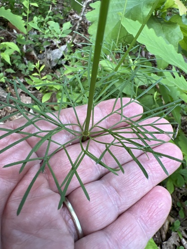 Coréopsis verticillé 2