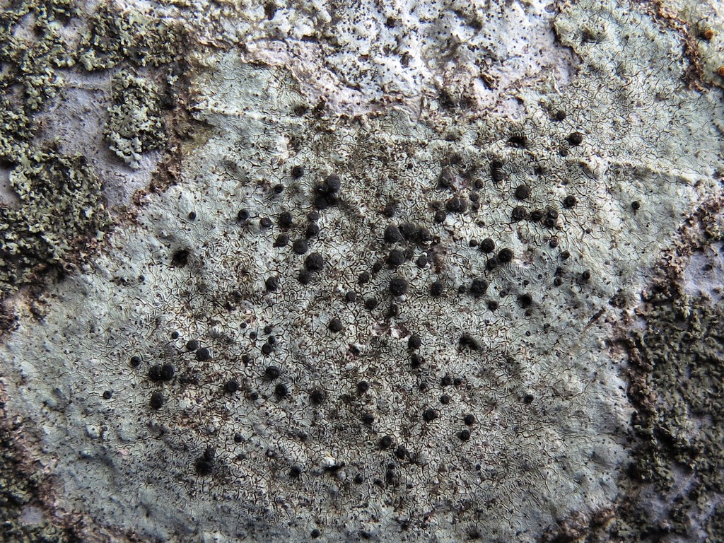 Buellia trachyspora