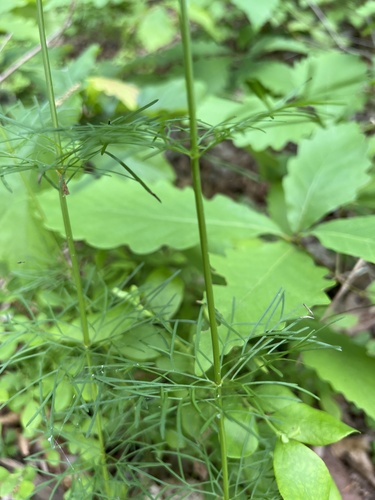 Coréopsis verticillé 3