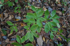 Rhododendron pilosum