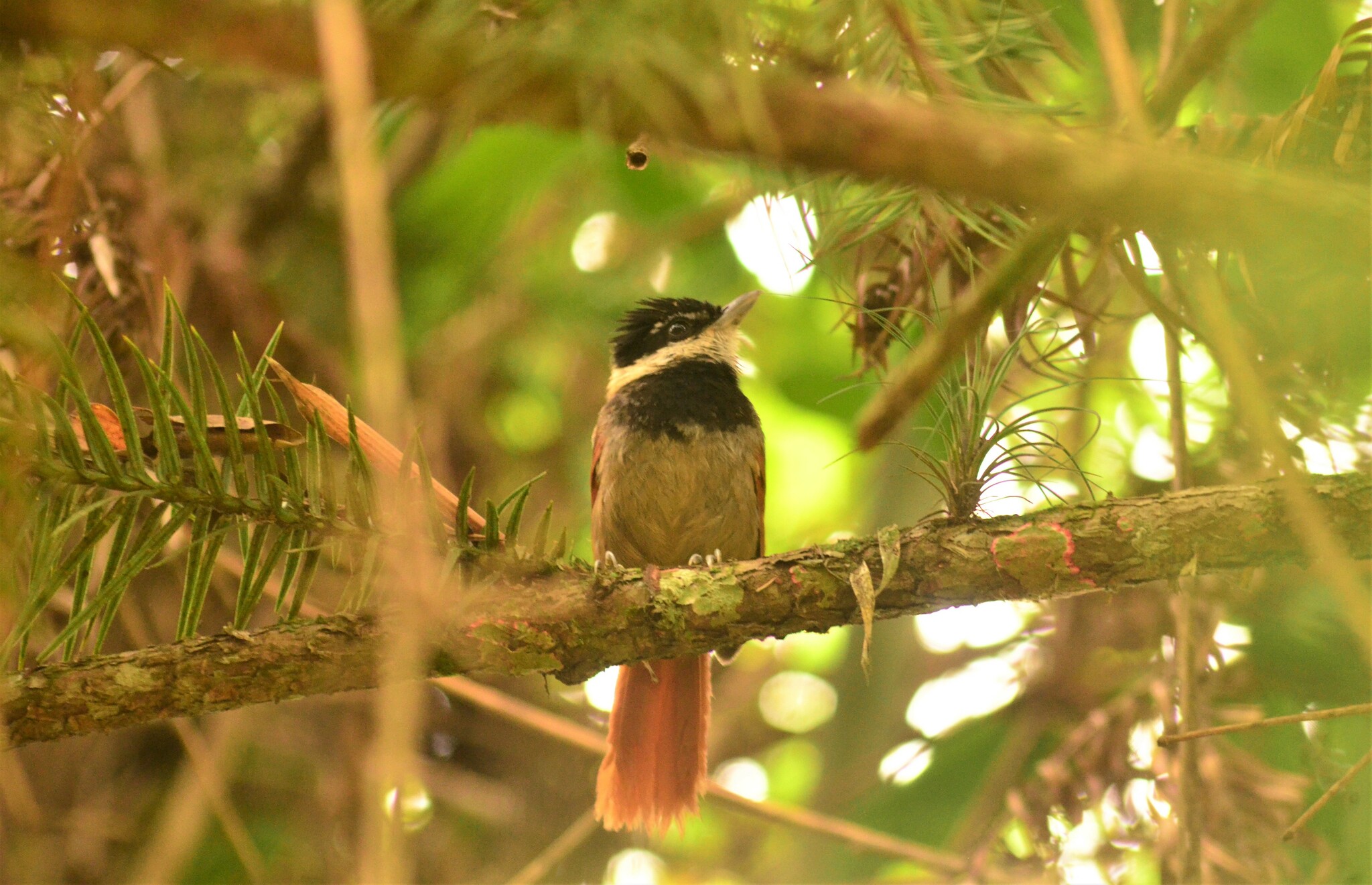 White-bearded Antshrike (Biatas nigropectus), photo 9