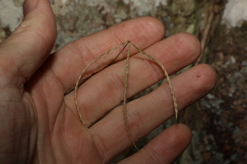 Image of Chloris ventricosa by (c) Greg Tasney, some rights reserved (CC BY-SA)
